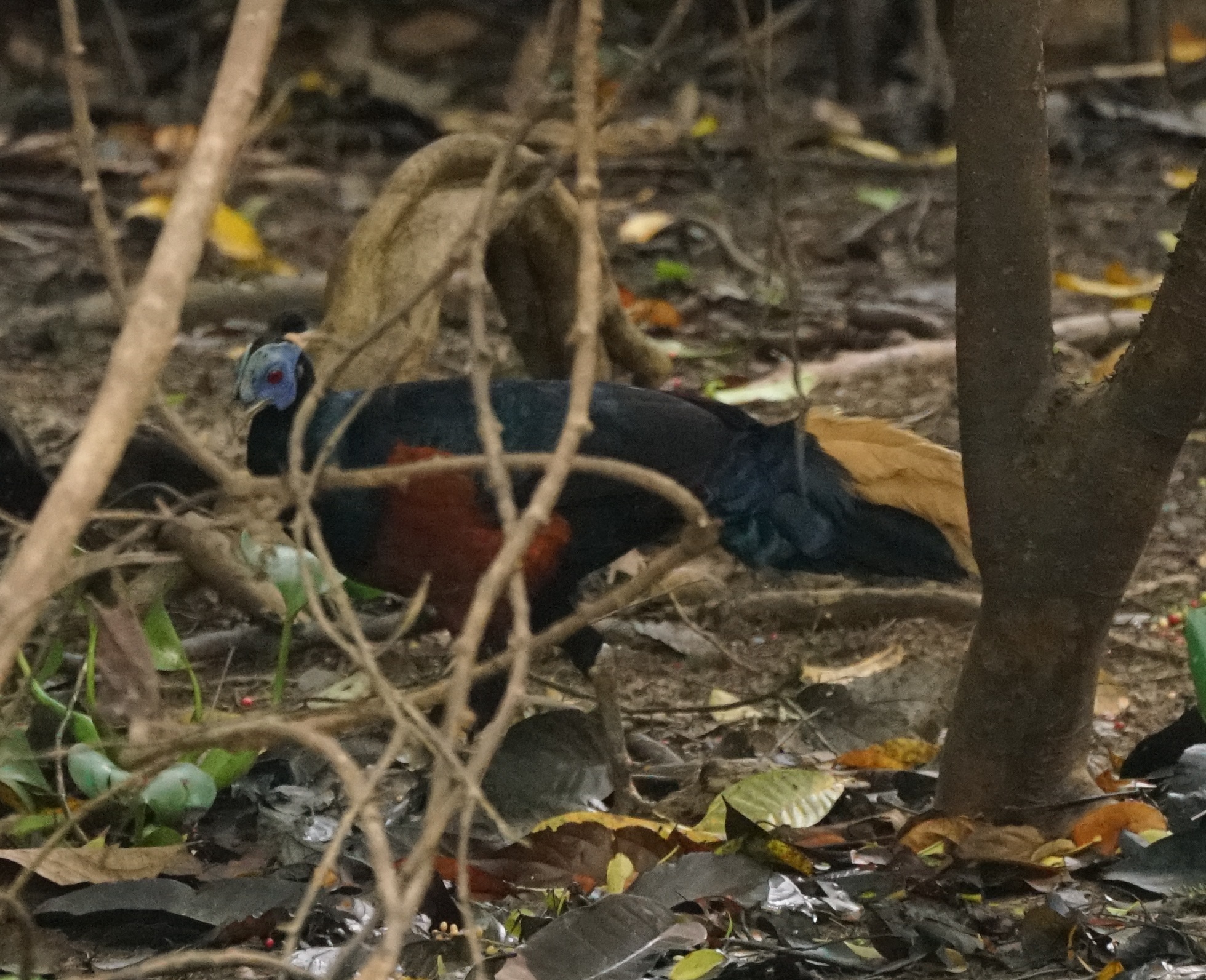 Bornean Crested Fireback (Lophura ignita), photo 5
