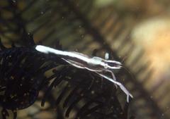 Periclimenes affinis