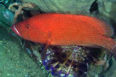 Cephalopholis sonnerati