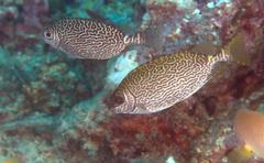 Siganus spinus