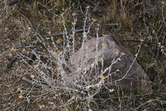 Brickellia incana