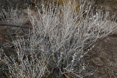 Brickellia incana
