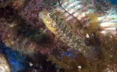 Petroscirtes variabilis