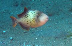 Pseudobalistes flavimarginatus