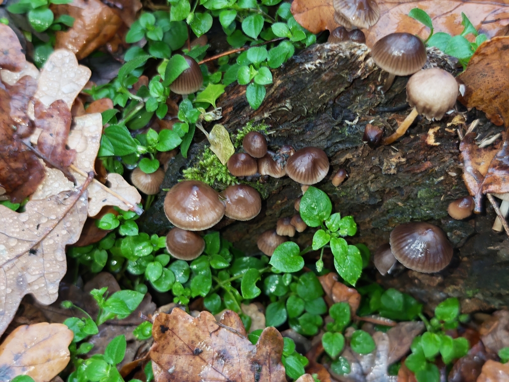 Mycena inclinata · November 2025 · photo: © p_andrey (iNaturalist, cc-by-nc)