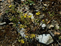 Lomatium sandbergii