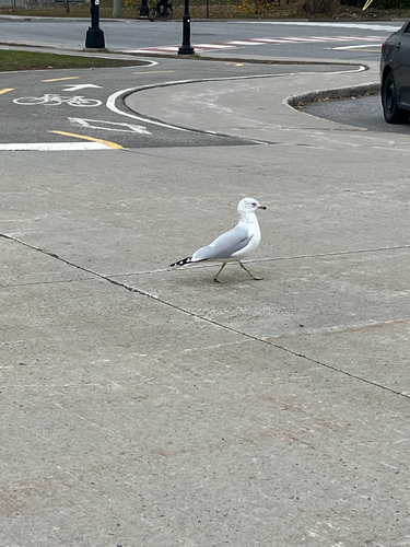 Ring-billed Gull