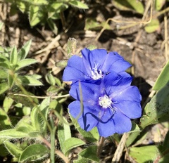 Evolvulus glomeratus