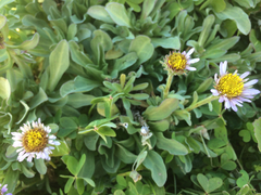 Erigeron glaucus
