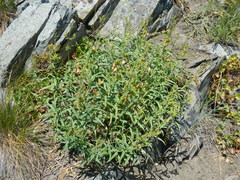 Penstemon lyallii