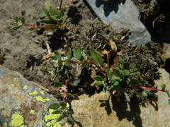 Polygonum minimum