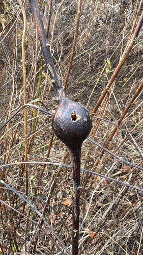 Unknown species found near Uxbridge, MA, US