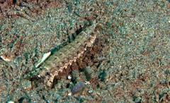 Pseudosquilla ciliata