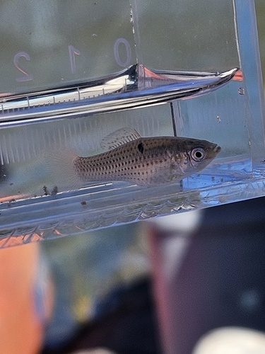 Molly Sailfin