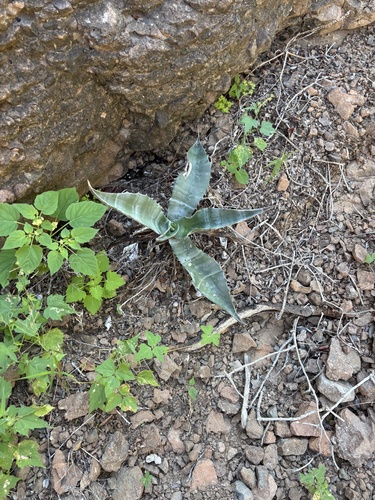 Agave gigantensis