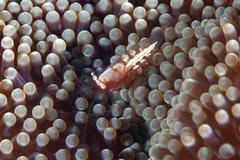 Periclimenes albolineatus