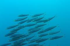 Spratelloides gracilis