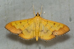 Meroctena tullalis