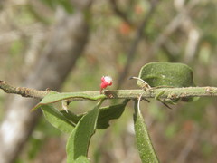 Ximenia pubescens