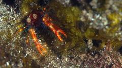 Trapezionida olivarae