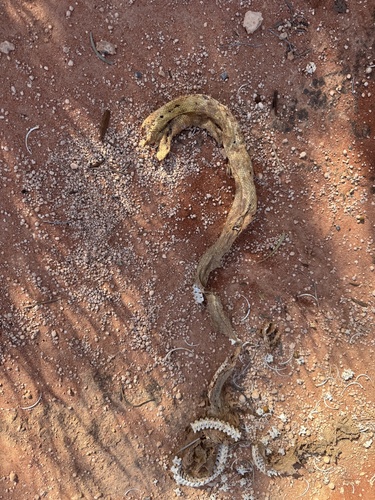 Woma Python sighting