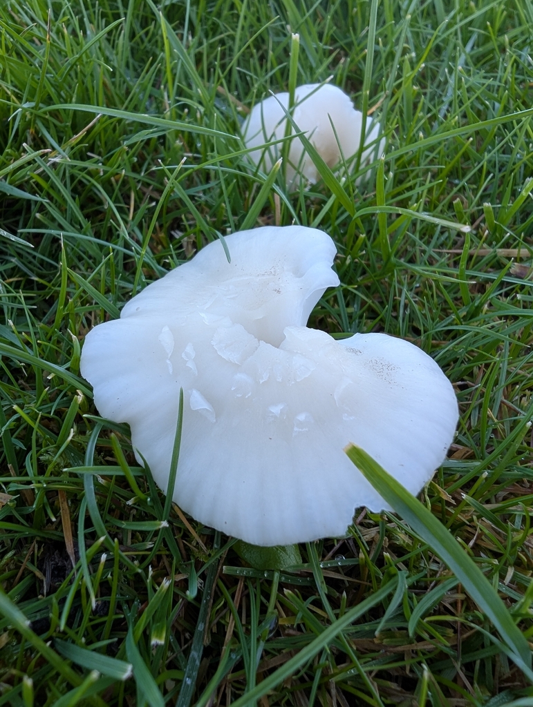 Cuphophyllus virgineus · November 2025 · photo: © johnmctague (iNaturalist, cc-by)