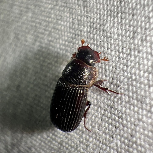Martineziana dutertrei photo 3