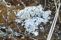 Stereocaulon paschale