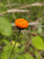 Verbesina lottiana