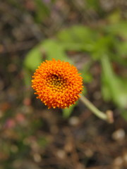 Verbesina lottiana