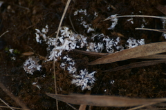 Stereocaulon paschale