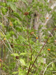 Verbesina lottiana