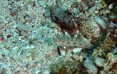 Ctenogobiops feroculus