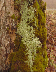 Usnea ceratina