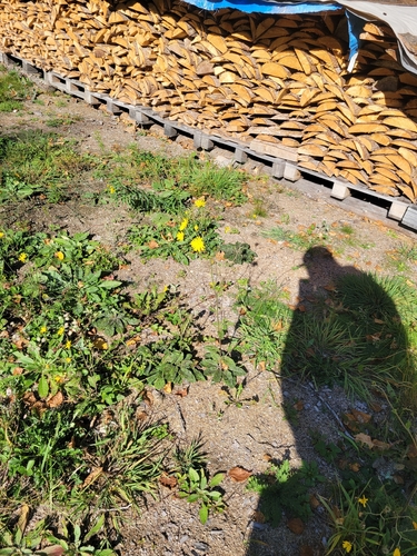 Hieracium maculatum iNat (3)