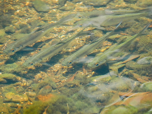 Bastard mullet (Megalops cyprinoides) — Megalopidae — 5