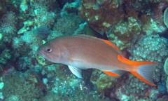 Gracila albomarginata