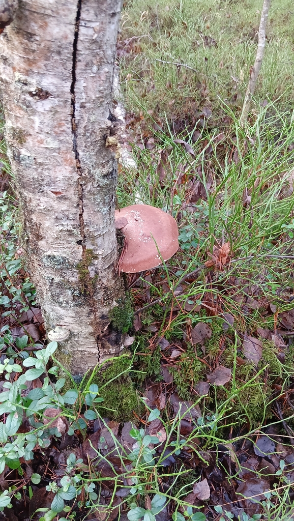 Fomitopsis betulina · November 2025 · photo: © tanya_iv (iNaturalist, cc-by)