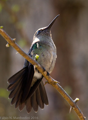 Eupetomena cirrochloris