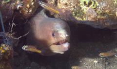 Gymnothorax monochrous