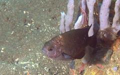 Pomacentrus brachialis