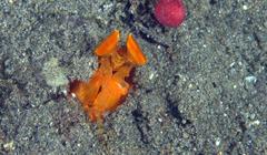 Lysiosquilloides mapia