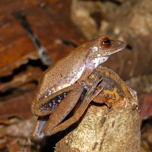 Leptomantis cyanopunctatus observed 2025-10-31