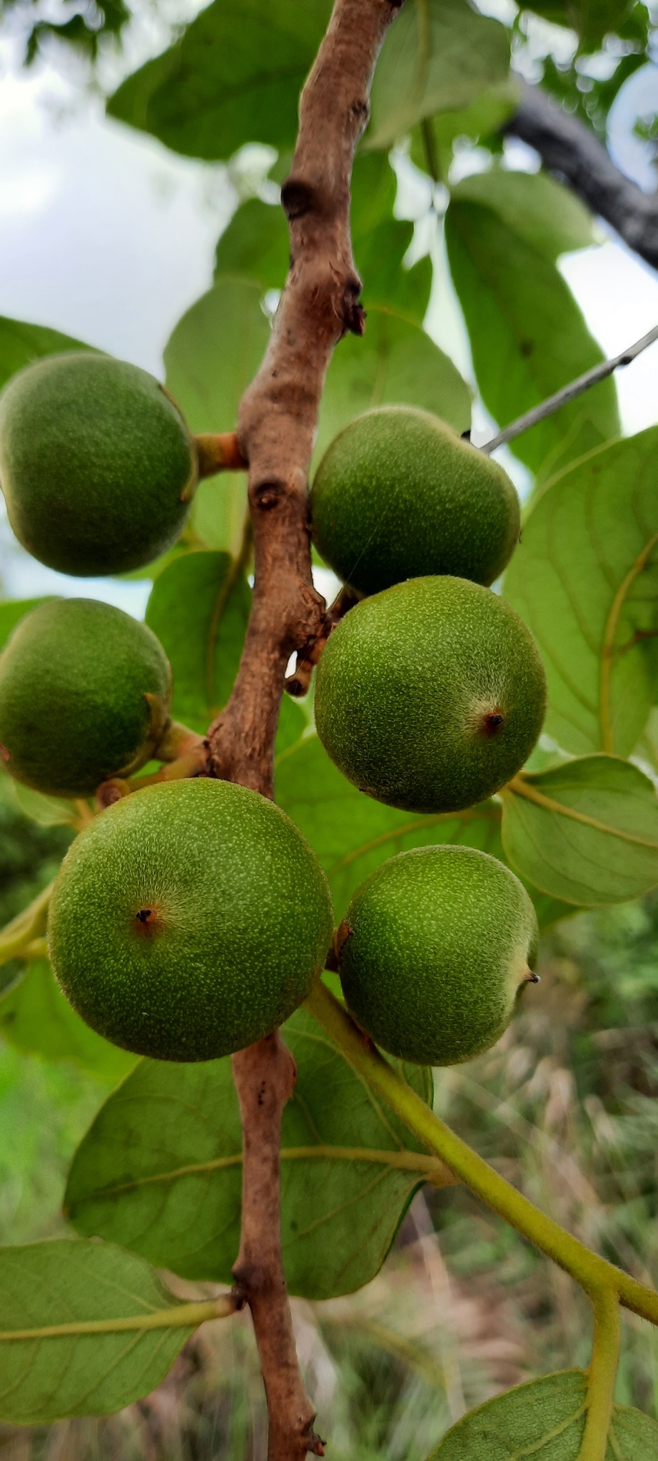 Diospyros lasiocalyx