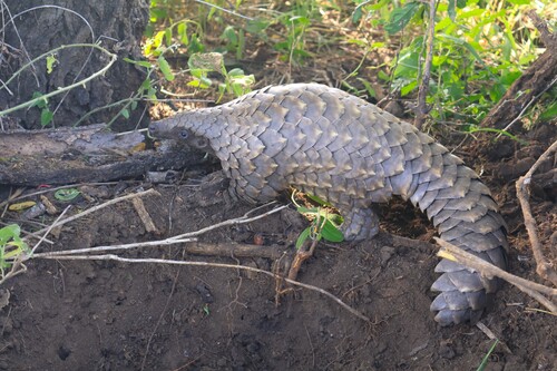 Temminck's Ground Pangolin