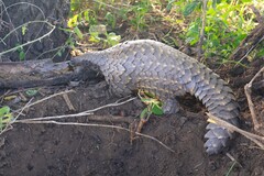 Ground Pangolin photo 3