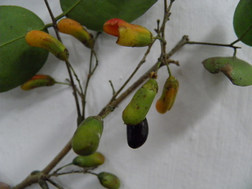 Rourea glabra (Rourea glabra)