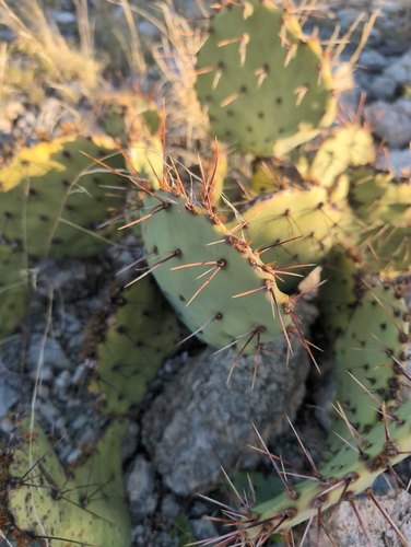 Border pricklypear