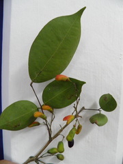 Rourea glabra