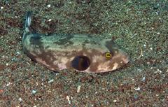 Arothron immaculatus